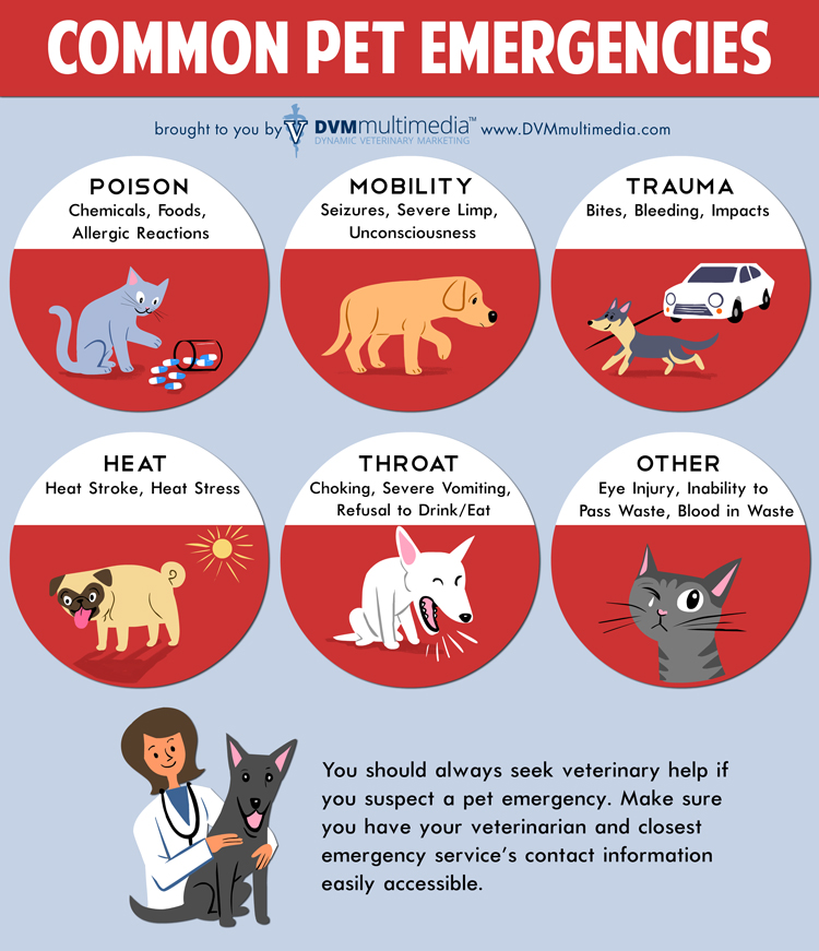 Common Pet Emergencies - Veterinarian and Animal Hospital in Westminster, MD